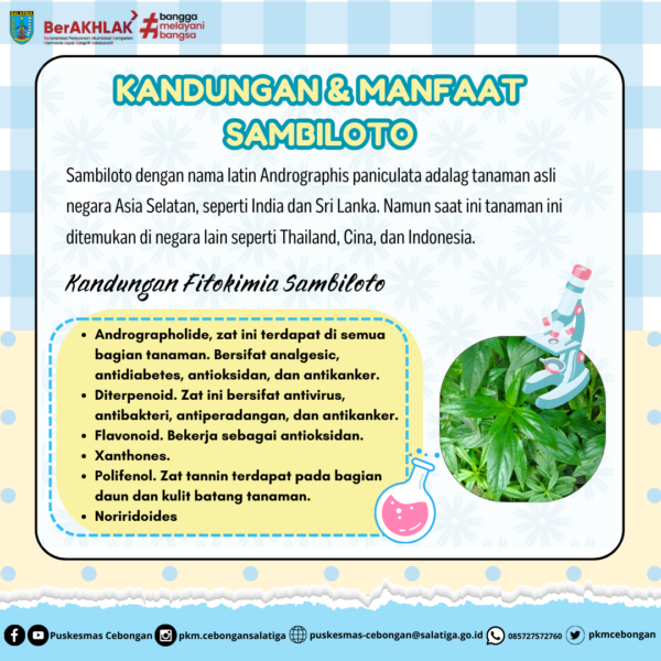 Kandungan dan Manfaat Sambiloto